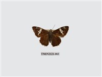 藏品(雙帶弄蝶)的圖片